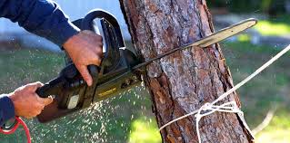 Trusted Weyauwega, WI Tree Removal and Landscaping Services Experts